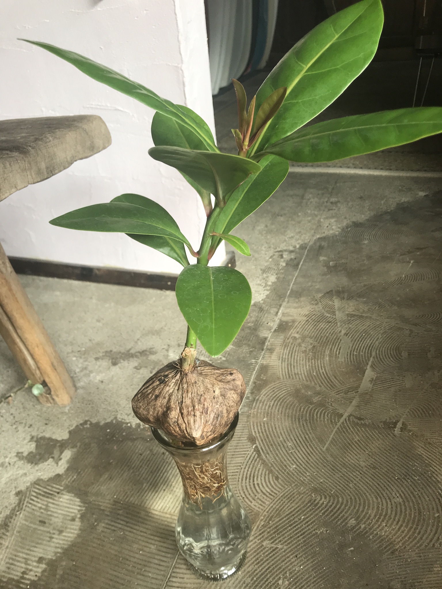 バーリングトニア ゴバンノアシ | BIRDIE botanical design